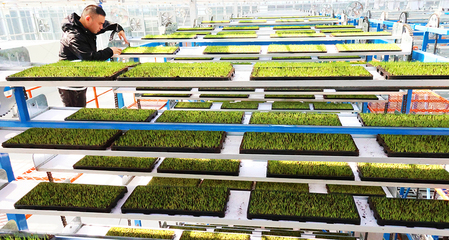 連云港海州:農事上“云端” 新農人新農具“慧”種地